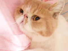 -瑞鹏宠物医院·骨科·猫科·内科(第一中心)