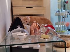 -momokira米努特·德文卷毛猫·棉花面纱犬