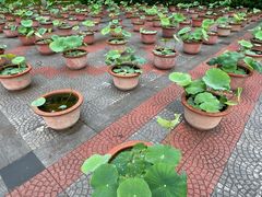 -莲花池公园