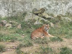-栾川竹海野生动物园