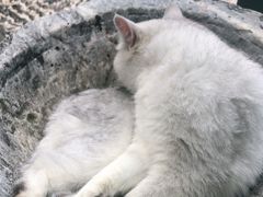 -喵屿·大理花园猫咖