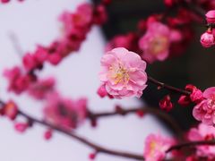 -香雪海