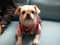 -爱妮康宠物医院·干细胞免疫细胞·肿瘤·心脏(张江店)