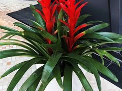 -上海滴水湖皇冠假日酒店