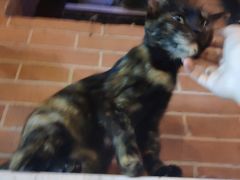 -飞行喵MR PILOT|猫舍·猫咖(静安大融城店)