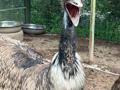 -青藏高原野生动物园