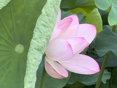 -桂湖森林公园