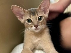 -欣宠猫屋·矮脚拿破仑·蓝金金渐层