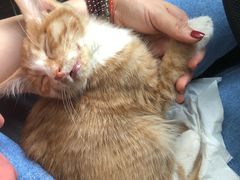 -米苏动物医院·犬猫专科·骨科外科内窥镜