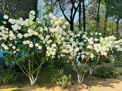 -铁山坪森林公园