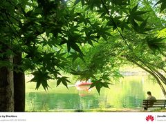 -上海共青森林公园