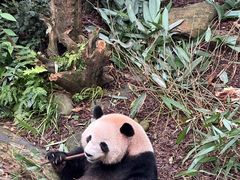 -中国大熊猫保护研究中心雅安碧峰峡基地