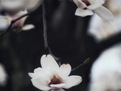-耦园