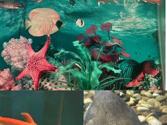 -泗洪洪泽湖湿地景区