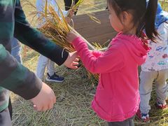 -前小桔亲子创意农场·草莓采摘·露营烧烤