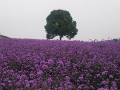 -花博汇(知音花月夜)
