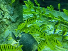 -芜湖新华联大白鲸海洋公园