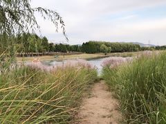 -羊亭河湿地公园