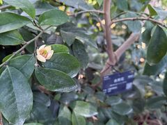 -国家植物园南园