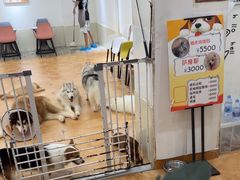 -Let's go狗咖·猫咖·奶狗·桌游(春熙路IFS店)