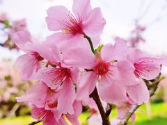 -天适樱花悠乐园