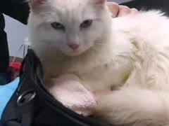 -纳吉亚猫专科动物诊疗中心(蒋宅口分院)