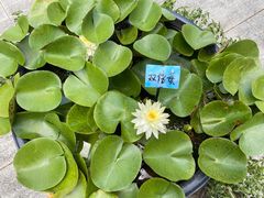 -杭州植物园