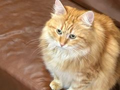-MOCHA明星猫咖(田子坊店)