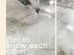 -喵屿·大理花园猫咖