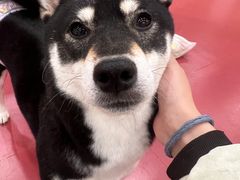 -和它·交个朋友·狗咖猫咖(爱琴海店)