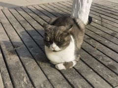 -林间山庄