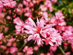 -南汇桃花村