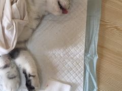 -乐派堂宠物医院·猫友好· 心脏科(东街店)