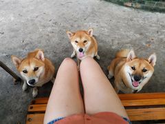 -柴犬高等学院·狗咖·柴犬售卖·宠物训练