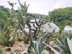 -深圳仙湖植物园
