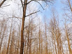 -渡海小渔村.老辈日照菜