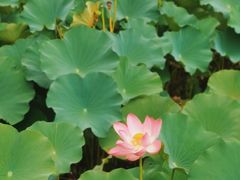 -马家湾湿地公园