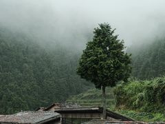 -杨家堂村