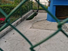 -上海滴水湖皇冠假日酒店