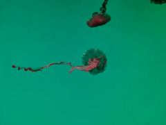 -沈阳海洋探索中心