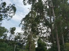 -火炉山森林公园