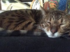 -more than meow吴止猫主题餐厅(承德 中船汇店)