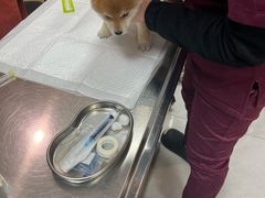 -中农大我爱我爱动物医院·核磁CT·猫病·24小时夜诊中心(石佛营店)