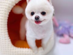 -宠物家(双井店)