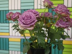 -Green Option(官舍店)