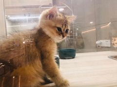 -飞行喵MR PILOT|猫舍·猫咖(静安大融城店)