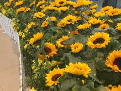 -花邻FloweringLife花艺气球派对(武康大楼店)