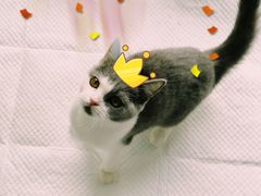 -Bastet sally猫舍购宠(静安店)
