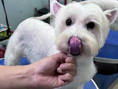 -瑞派旺宝宠物医院·犬猫全科综合·尿道专科(莲兴院)