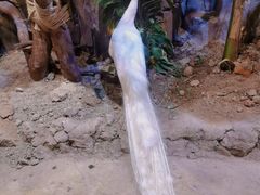 -正佳雨林生态植物园
